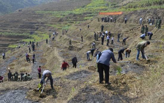 广西连续11年年均植树造林350万亩