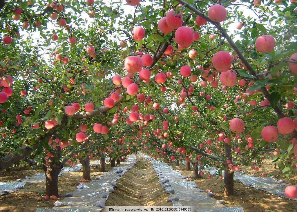 甘肃“静宁苹果”成为脱贫致富“摇钱树”