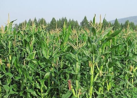 内蒙古千万亩玉米种植区春耕见闻