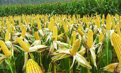 亩产2447.1斤！山西旱地春播玉米单产创新高