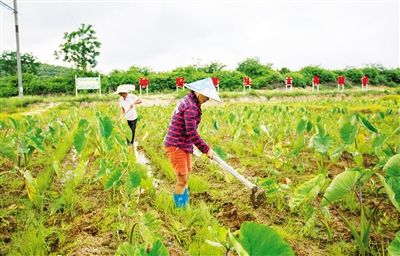 海南农村贫困发生率降至1.3%