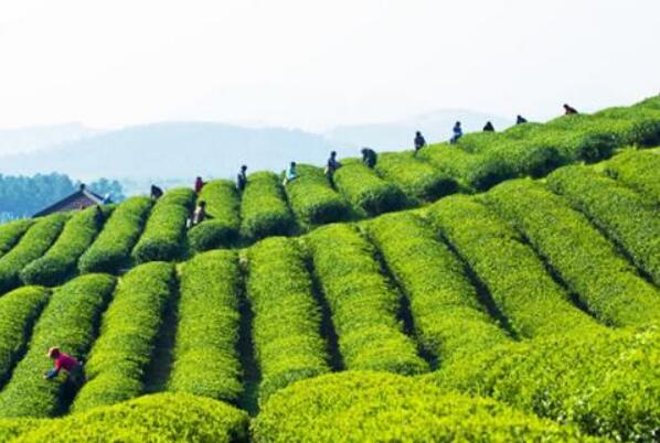 中国乌龙茶之乡安溪：从“卖茶叶”到“卖风景” “文旅大餐”引游人