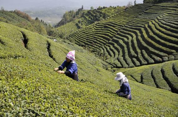 “扶贫茶苗”在贵州普安生根发芽