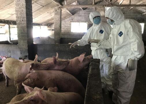 21个省份非洲猪瘟疫区解除封锁