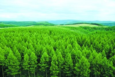 江苏出台林业行业碳达峰碳中和实施方案