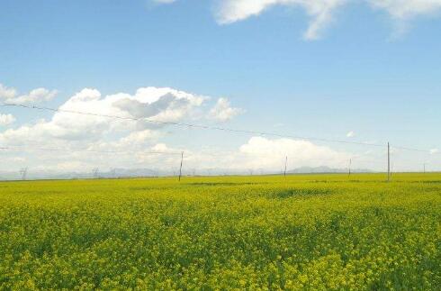 青海省循化撒拉族自治县农田保护面积达8.9万亩
