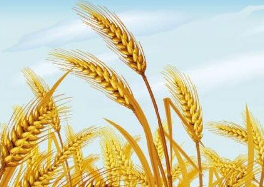 我国优质专用小麦产业呈快速发展态势