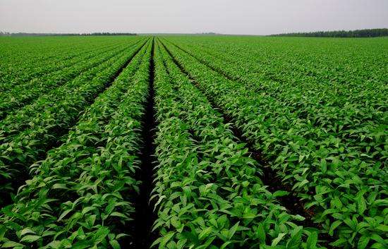 6部门联合印发 《“十四五”全国农业绿色发展规划》