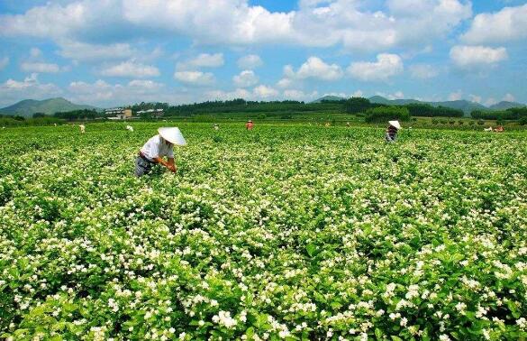 广西横州发力打造世界茉莉花产业中心
