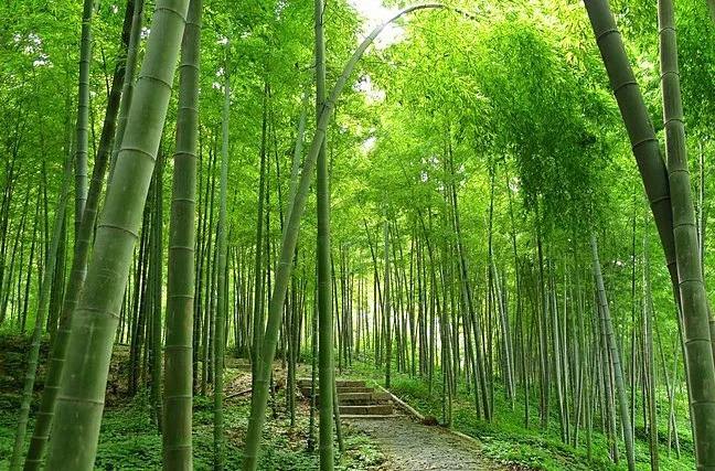 黑龙江省发布2023年第1号总林长令 高质量完成100万亩营造林任务