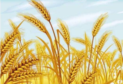 安徽推动31个小麦主产县向“特色县”转型