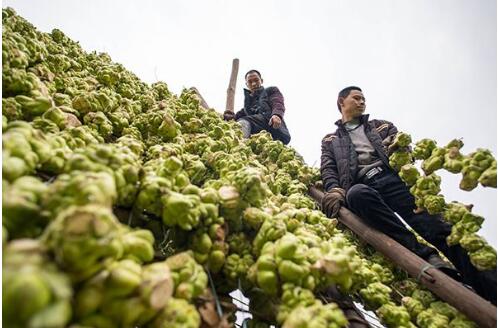 “榨菜产业大脑”在重庆涪陵正式发布