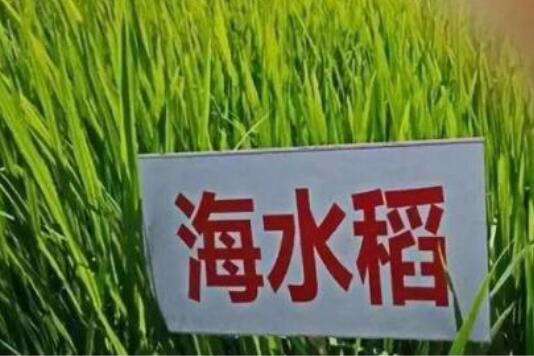 28个品种通过2018年全国海水稻区域试验