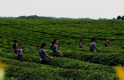 安徽省郎溪县：大力发展茶产业 促进农民增收脱贫