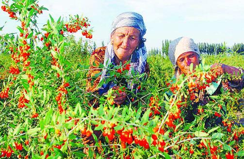 新疆：将以产业带动10万余人脱贫