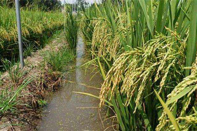 2019年吉林省稻渔综合种养面积力争达到70万亩以上