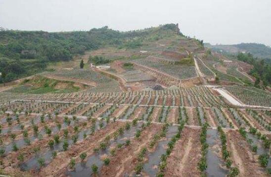 河北省从八方面培强特色农业扶贫主导产业