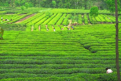甘肃陇南：一片茶叶成就一个产业，富裕一方百姓