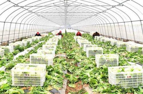 黑龙江牡丹江打造东北亚最大蔬菜出口基地