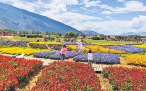 云南大理州花卉产业蓬勃发展