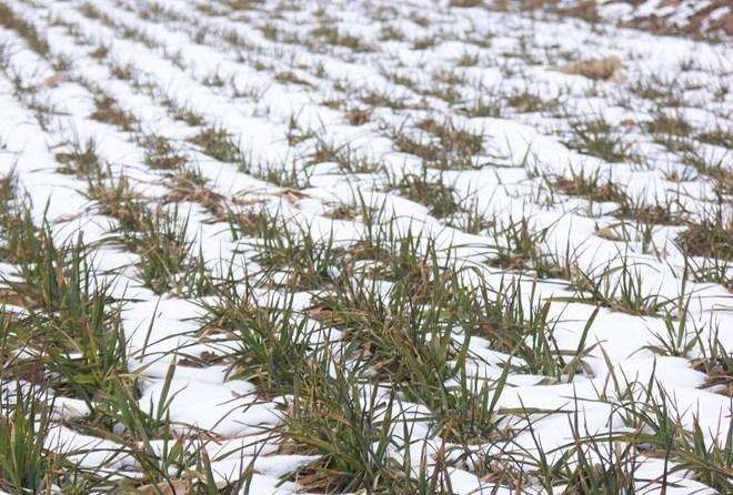 新疆：冬小麦最高每亩补贴180元