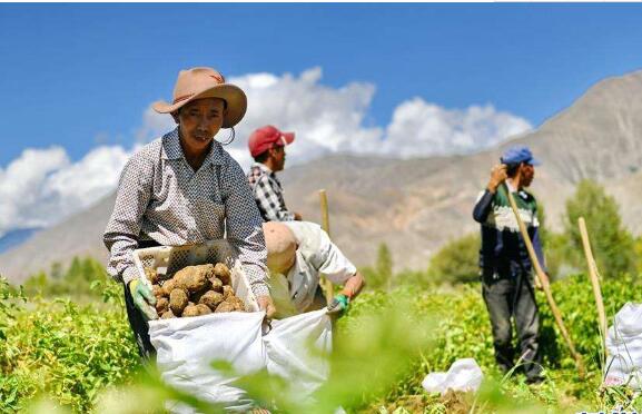 大力推进“三品一标” 西藏绿色农业助力脱贫攻坚