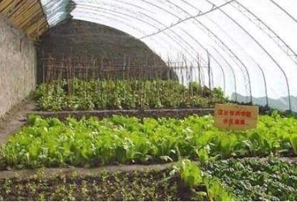 黑龙江兰西县：油豆角东北“硬菜”的产业化之路