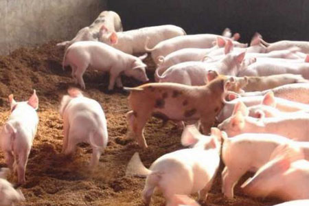 黑龙江望奎县加快生猪产业转型升级
