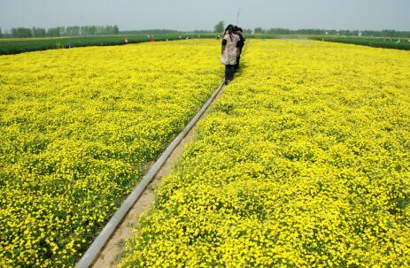 河南省去年农业产业扶贫惠及156万贫困群众
