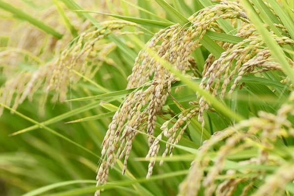 天津小站稻获大丰收 亩产量最高达到800公斤