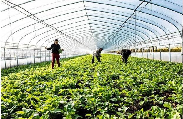 京津冀农业协同发展，环京周边蔬菜生产基地建成130个