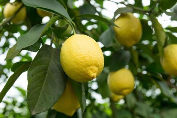 安岳柠檬成为四川首个出口破亿元鲜果