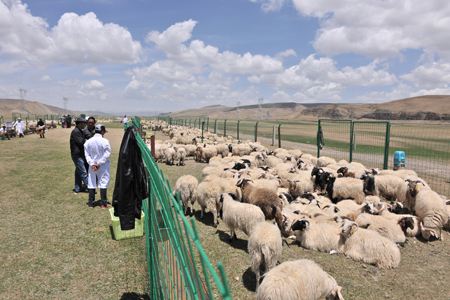 新疆加快规范化养殖区建设管理 推动现代畜牧业发展