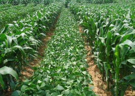 农业农村部启动实施大豆玉米带状复合种植培训月活动