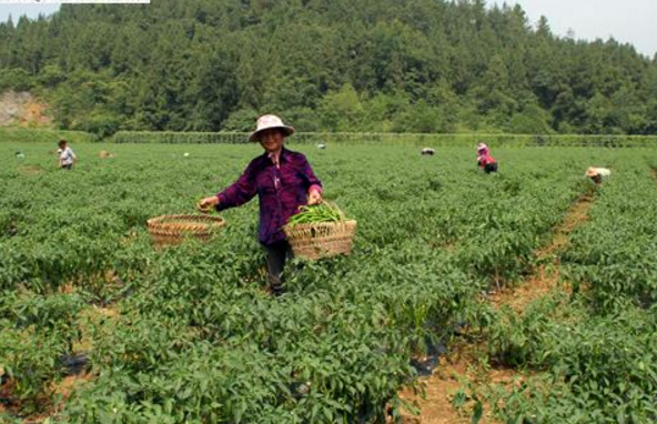 重庆彭水：小红薯变身为大产业 助力农民增收脱贫
