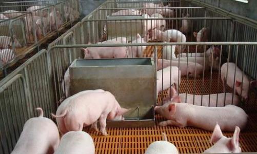 农业农村部：生猪养殖开始扭亏为盈 后市供应有保障