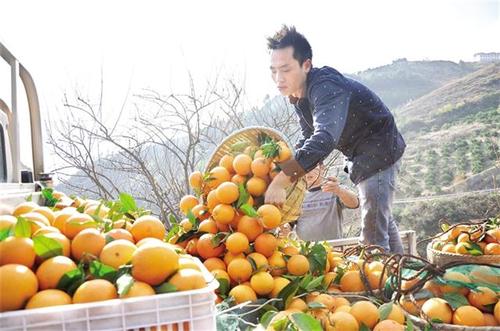 重庆巫山县水果产业带动1.4万余户贫困户稳定脱贫