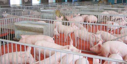 2023年生猪行业整体亏损已成定局 产能过剩有所缓解