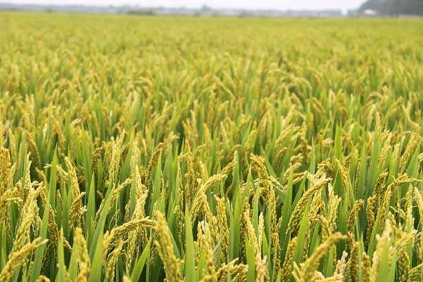 扭转连续七年产量下滑态势——早稻丰收是如何实现的