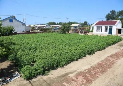 小庭院大效益——吉林省白城市庭院经济助脱贫