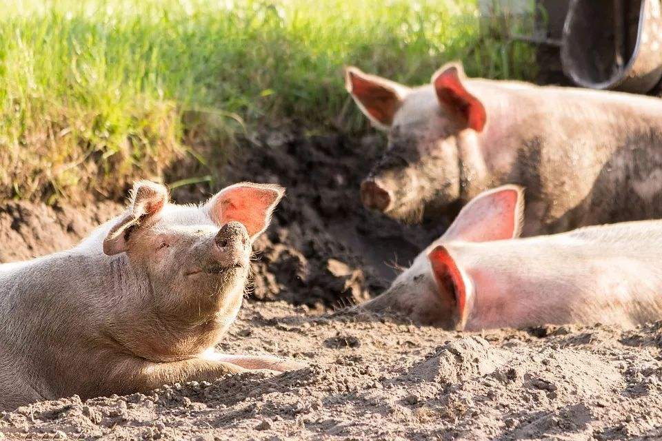时隔四十年黑龙江省再培生猪新品种