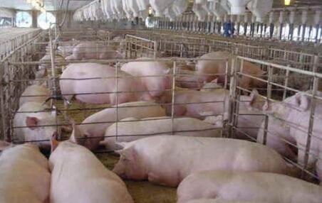 年前猪价有望小幅回升 养殖户需调整出栏节奏