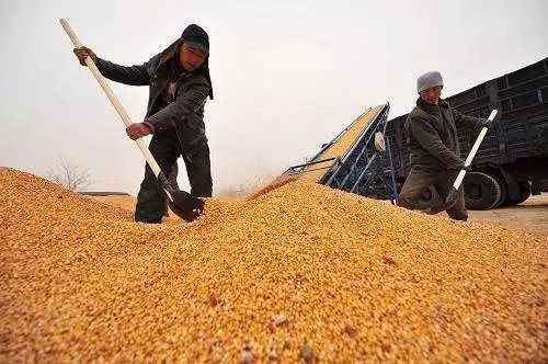 内蒙古迎来第十八个丰收年 粮食产量连续4年保持在700亿斤以上