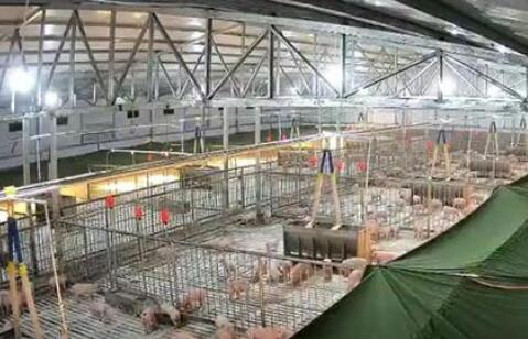 四川将建设100个优质商品猪战略保障基地县