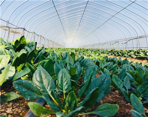 青岛西海岸新区：激活乡村振兴的“乡镇密码”