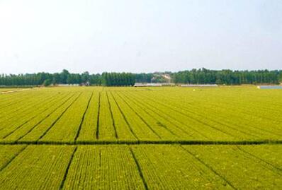 重庆到2030年将建成1960万亩高标准农田