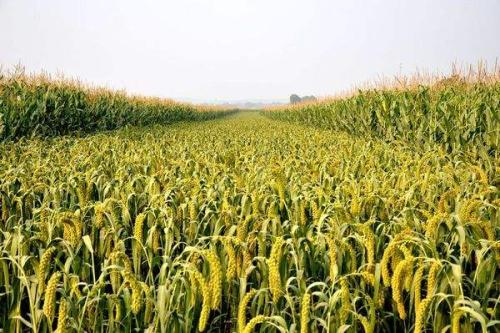 山西：有机旱作撑起现代农业发展“一片天”
