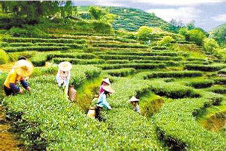 福建安溪县持续提升“百茶贸易之都”影响力