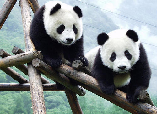 吃不到新鲜竹子熊猫只有回国？还真是！