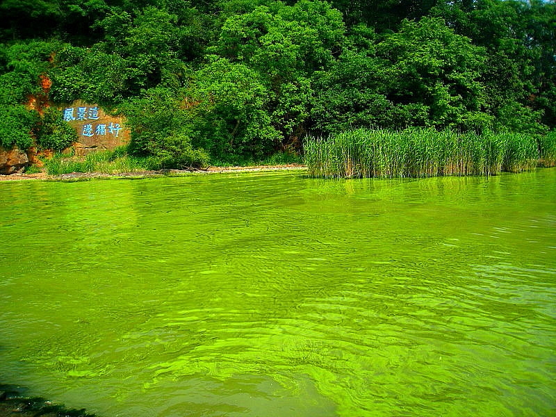 治理太湖蓝藻新发现：减氮控磷还需控铜
